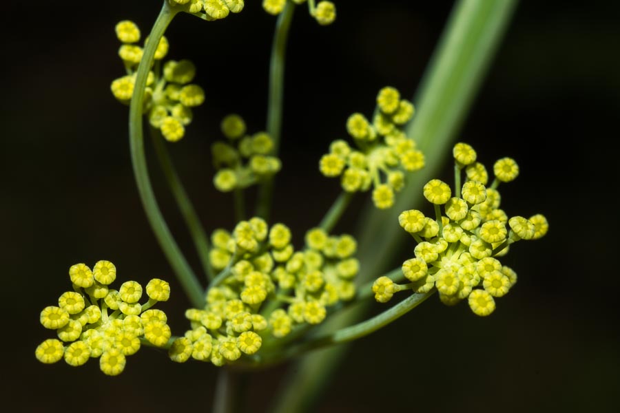 Foeniculum vulgare (subsp. piperitum)